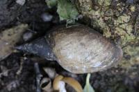 Lymnaea stagnalis