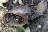 Lymnaea stagnalis