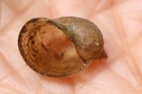 Ampullaceana balthica