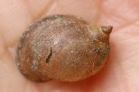Ampullaceana balthica