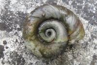 Planorbarius corneus