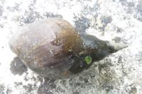 Lymnaea stagnalis