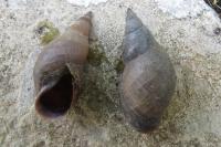 Stagnicola palustris