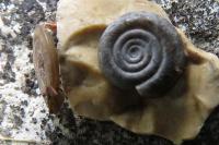 Anisus vortex