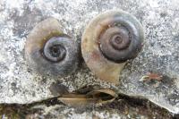 Planorbis carinatus