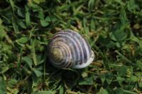 Cepaea hortensis