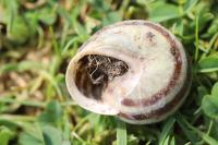 Cepaea hortensis