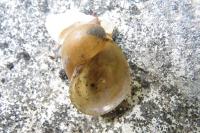 Ampullaceana balthica