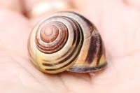 Cepaea nemoralis