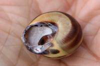 Cepaea nemoralis