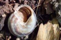 Cepaea nemoralis