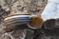 Helicella itala