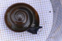 Oxychilus draparnaudi