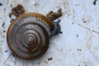 Oxychilus draparnaudi