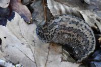 Limax maximus