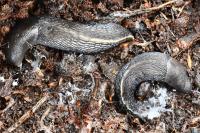 Limax cinereoniger