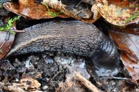 Limax cinereoniger