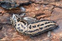 Limax maximus