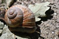 Helix pomatia