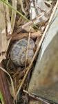 Cornu aspersum