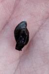 Oxyloma elegans