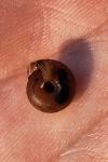 Trochulus hispidus