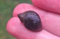 Ampullaceana balthica