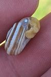 Helicella itala