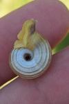 Helicella itala