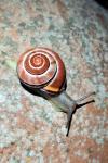 Cepaea nemoralis