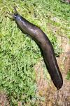 Limax cinereoniger