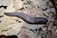 Limax cinereoniger