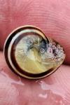 Cepaea