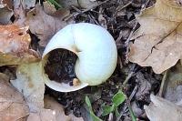 Helix pomatia