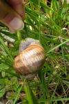 Helix pomatia