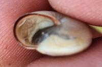 Monacha cartusiana