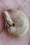 Monacha cartusiana
