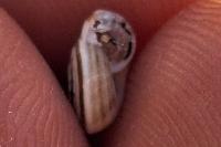 Cernuella aginnica