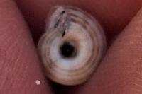 Cernuella aginnica