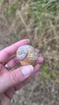 Helix pomatia