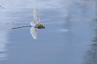 Anax imperator