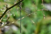 Chalcolestes viridis