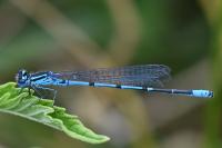 Coenagrion puella