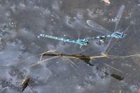 Coenagrion scitulum