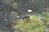 Erythromma viridulum