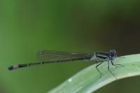 Ischnura elegans