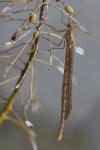 Sympecma fusca