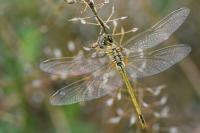 Sympetrum fonscolombii
