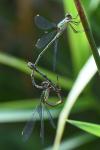 Chalcolestes viridis