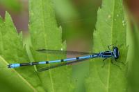 Coenagrion puella